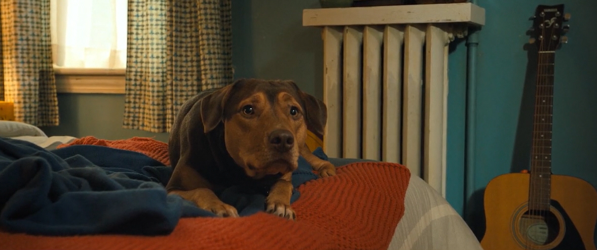 电影故事：一条小狗穿越四百英里回家的故事