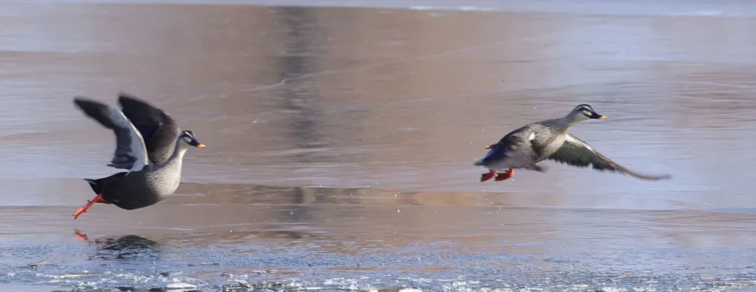 涂上黄色的“润唇膏”，TA就是野鸭中最靓的仔