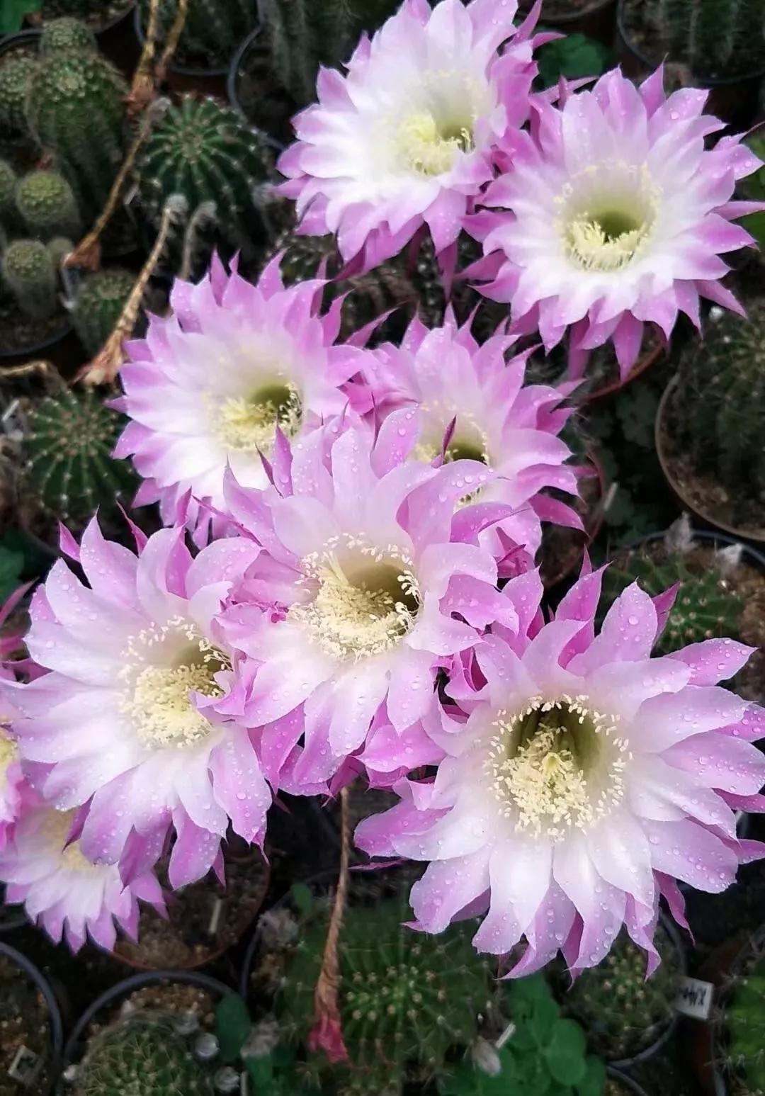 100种仙人球花图片,100种仙人球的品种视频