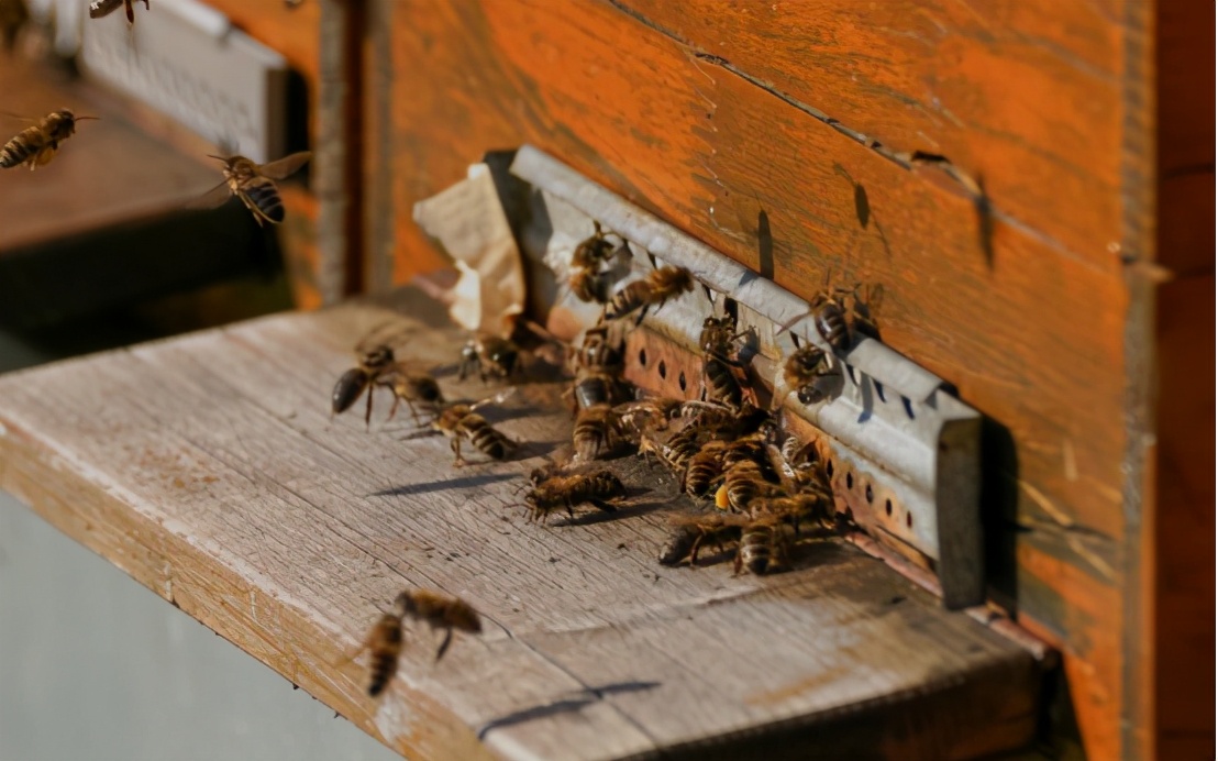 农村不起眼但利润高的小生意,利润高不起眼的项目创业