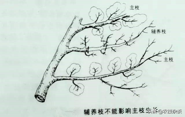 盛果期苹果树修剪的任务是什么,苹果树如何促进枝条生长