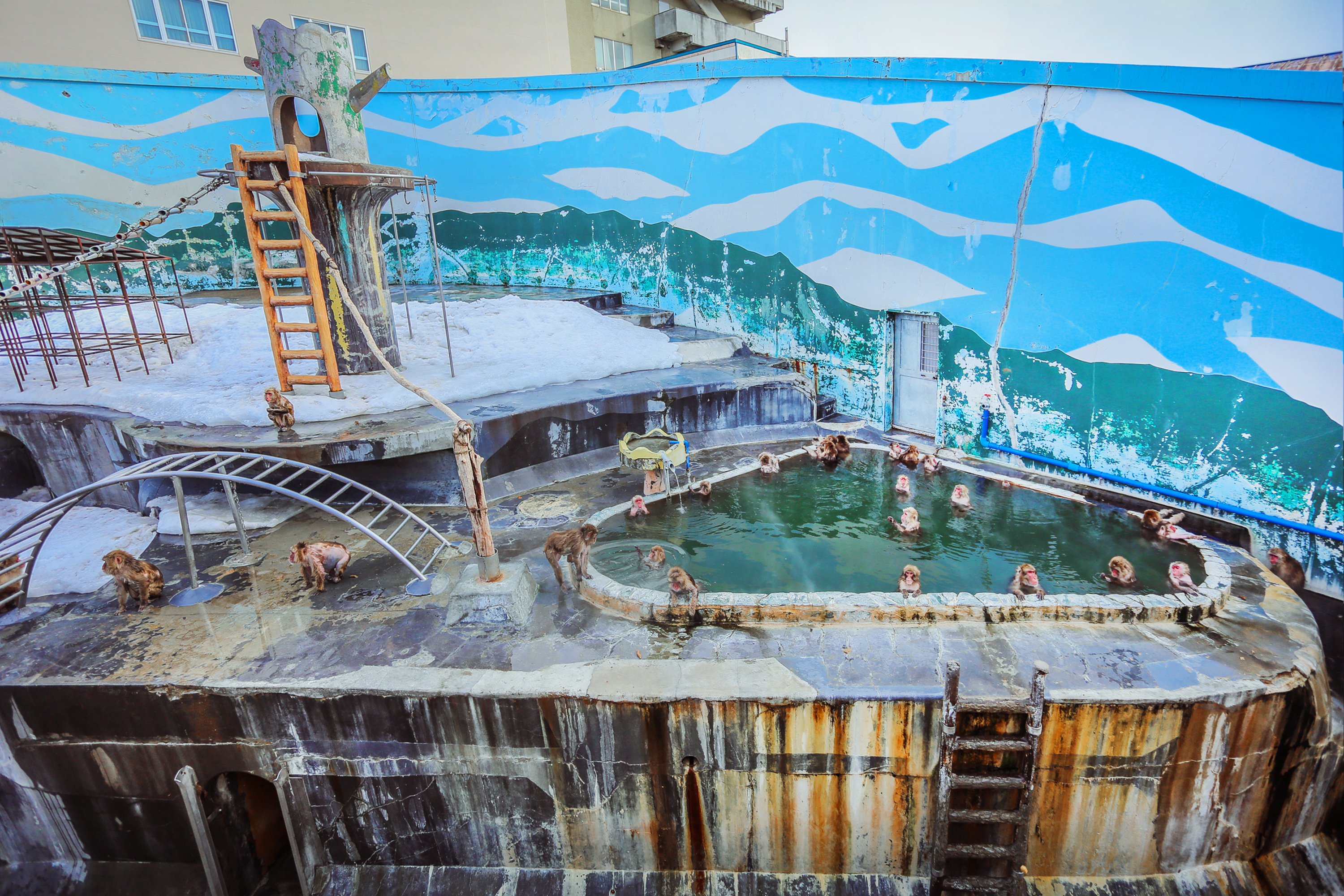 这群猴子拥有龙命，工作就是泡温泉，游客：命还不如一只猴子好