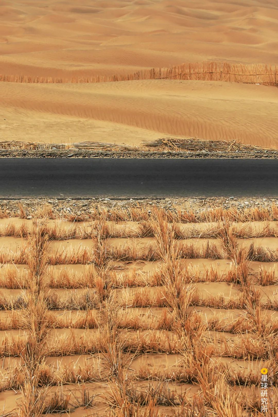 中国植树造林成果国外有什么看法,植树造林改造沙漠