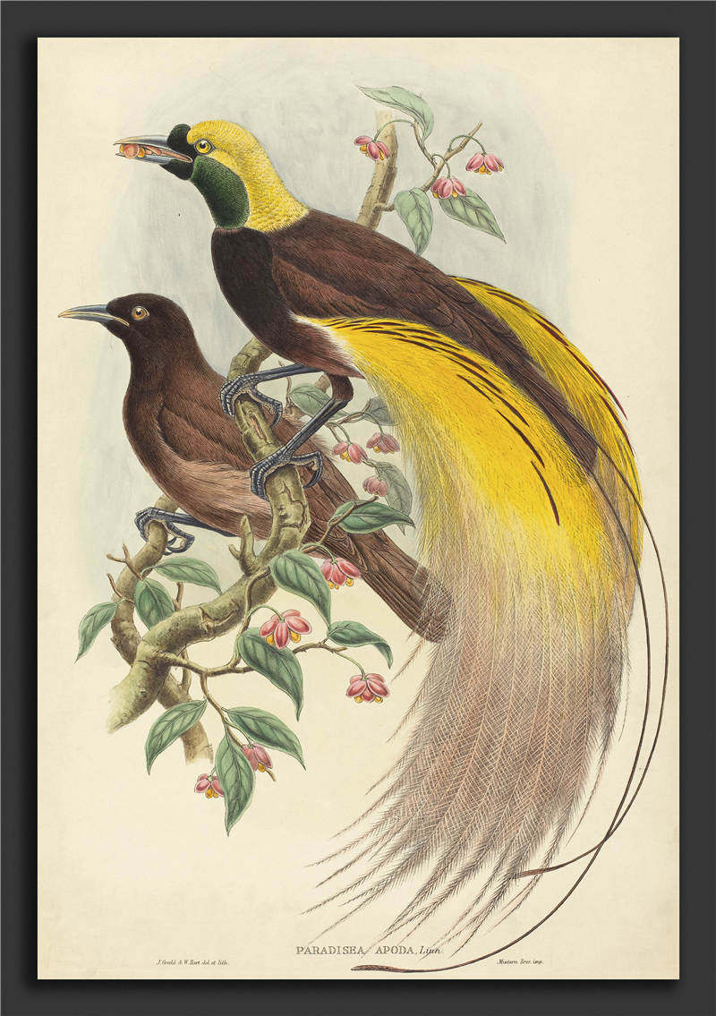 最好的鸟类图鉴,常见的鸟类图鉴