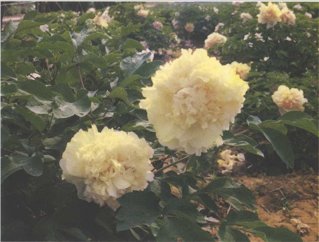 国花牡丹有哪些品种,花有很多种但是牡丹才是真国色