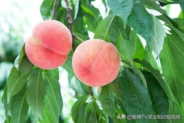 桃树流胶病症防治,桃树流胶病咋治