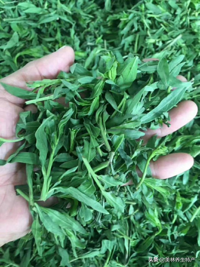 枸杞的叶子-枸杞叶