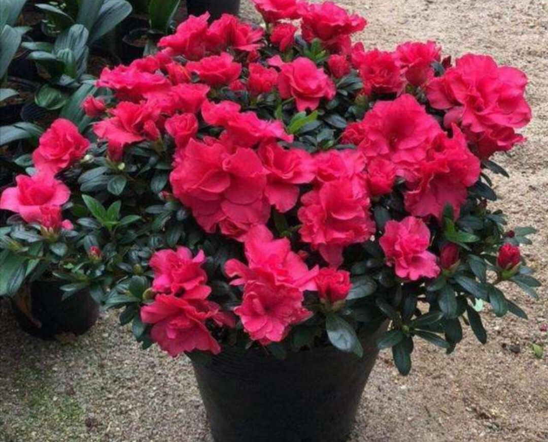 西洋杜鹃黄叶落叶怎么办,新收到的杜鹃花花蔫了怎么办