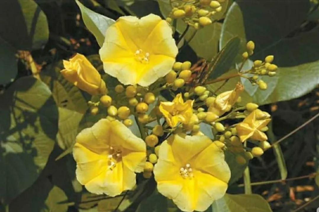 奇葩造型花:头上长草,心中有鬼,白月光。白天不开你非要晚上开