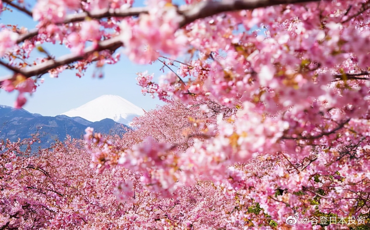 2021日本出国签证什么时候能办,2022年日本商务签证办理需要多久