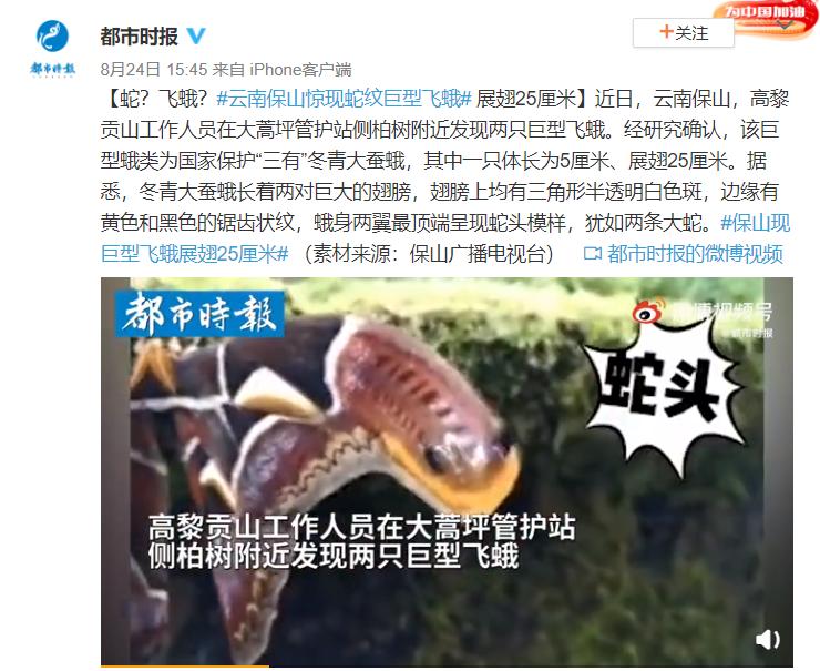 有哪些巨型飞蛾,云南现蛇纹巨型飞蛾有毒吗