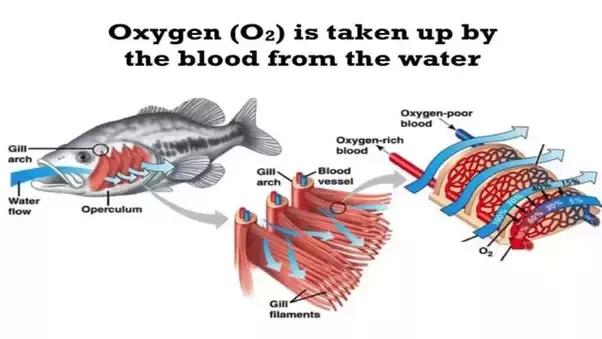 怎么淹死一条鱼,科普冷知识之怎么淹死一条鱼