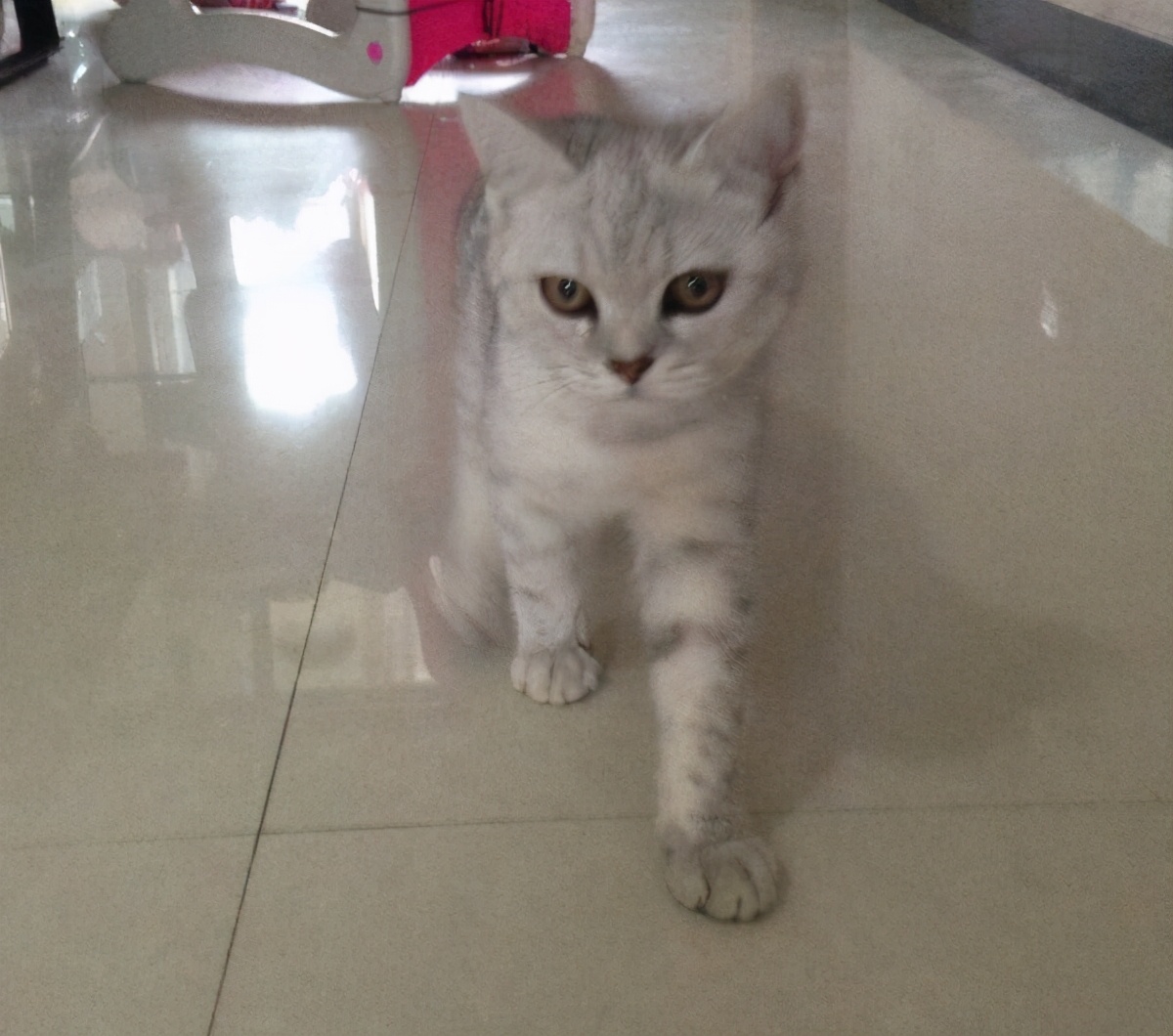 我家的英短为什么那么瘦,英短太瘦怎么养肥