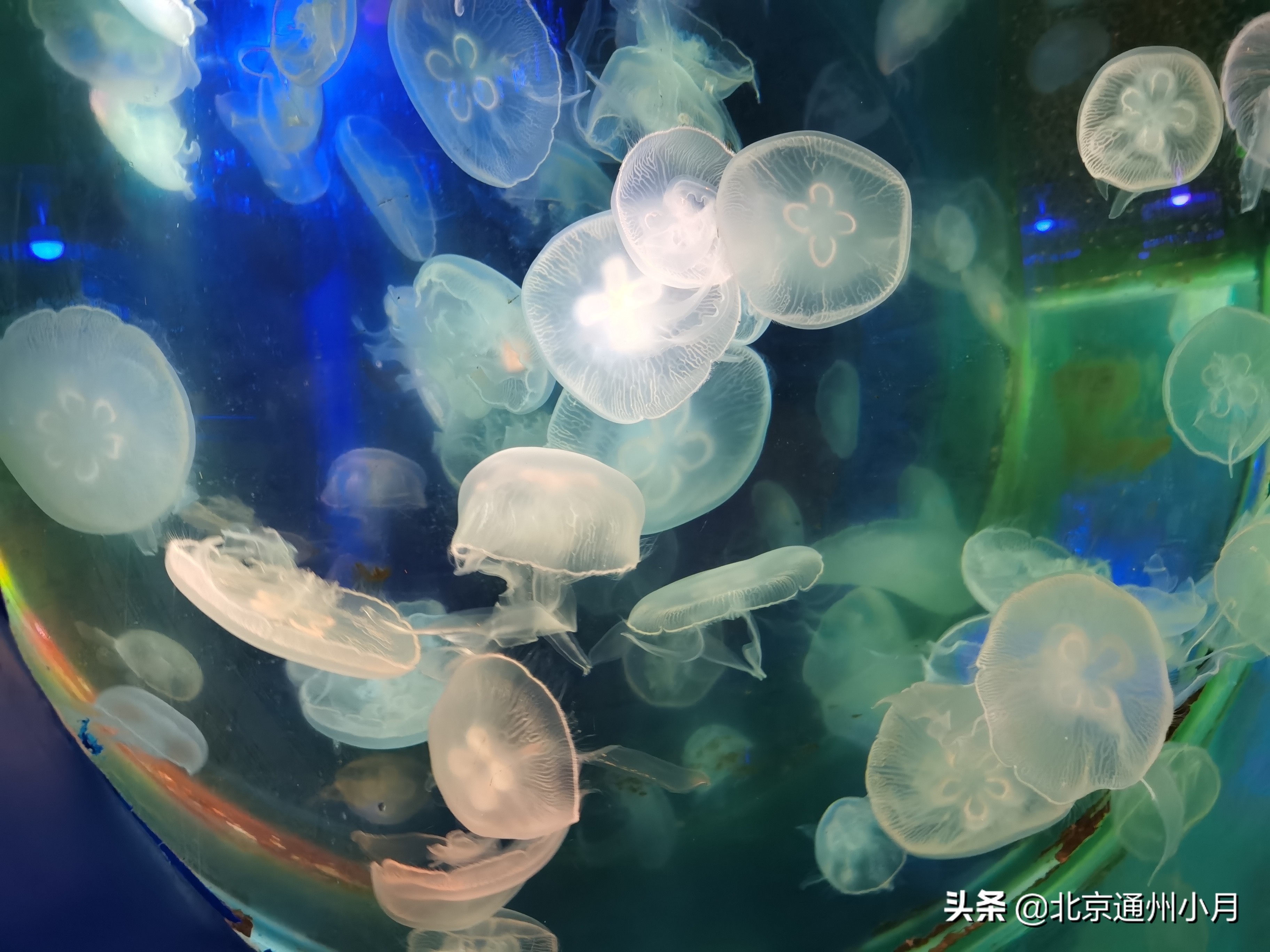 值得去看的海底世界,北京市海底世界门票多少钱