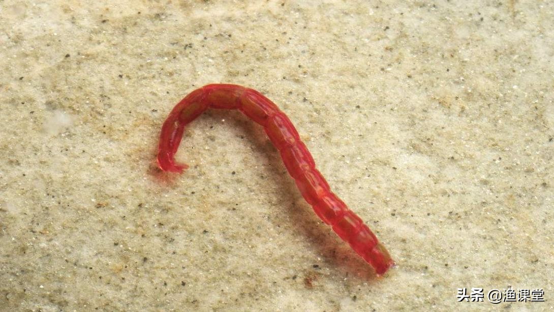 钓黑坑用红虫可以不可以,钓黑坑为啥不让用红虫