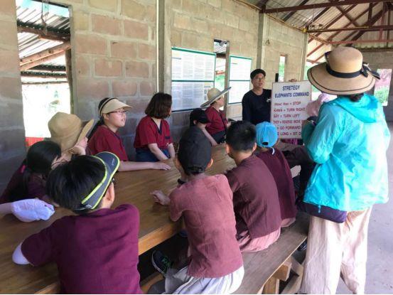 清迈大象义工,清迈大象救助营