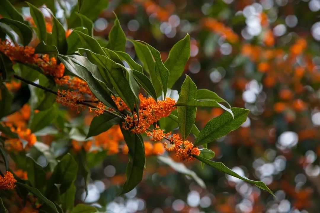 乌镇冬天好看吗,乌镇夏天怎么样