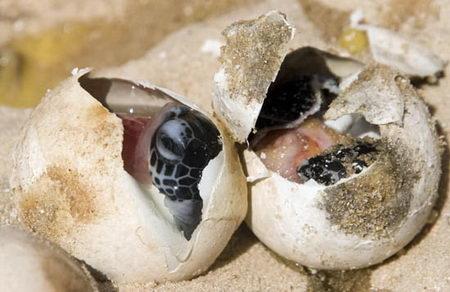 海洋千年古巨龟,世界上真正的千年海龟