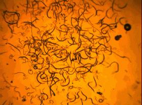 线虫对哪些作物有影响,作物线虫危害