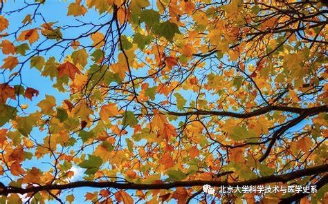 世界第一例病毒是什么,第一个病毒是怎么诞生的