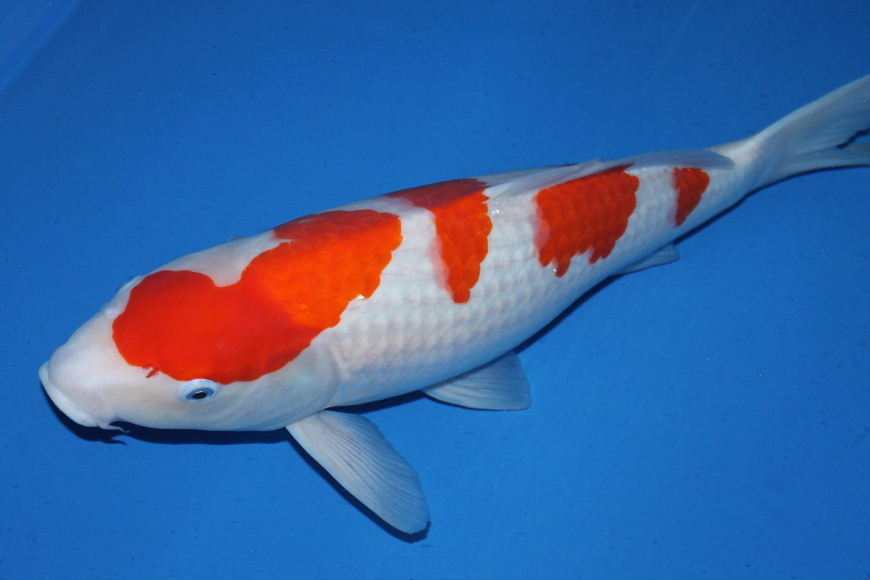 养观赏鱼小知识大全,养观赏鱼知识大全