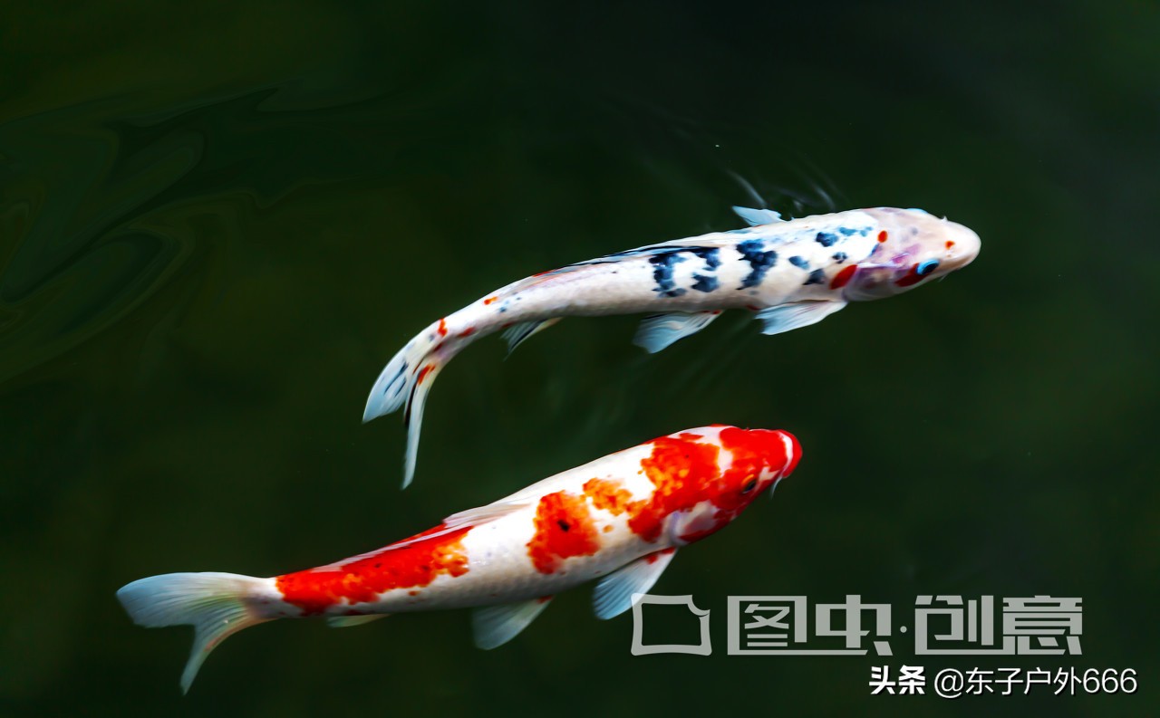 螺鲤不好用,螺鲤一号钓鲤鱼怎么正确使用