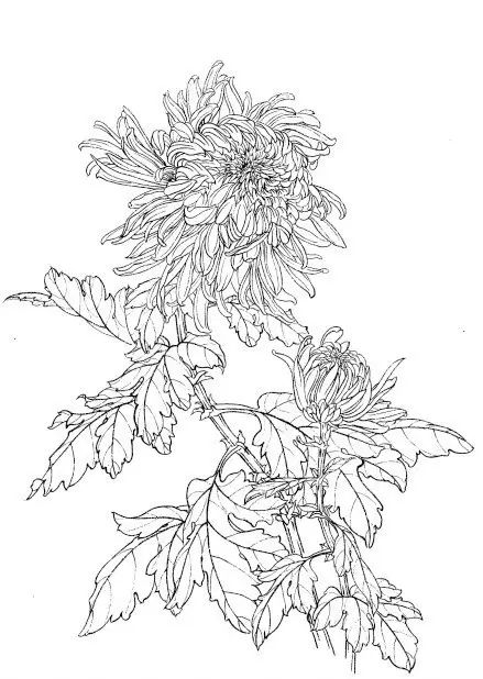 中国画菊花作品集锦,菊花花瓣白描的详细步骤