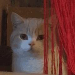 猫咪眼里的世界到底是怎样的,猫咪眼中的世界是什么样子