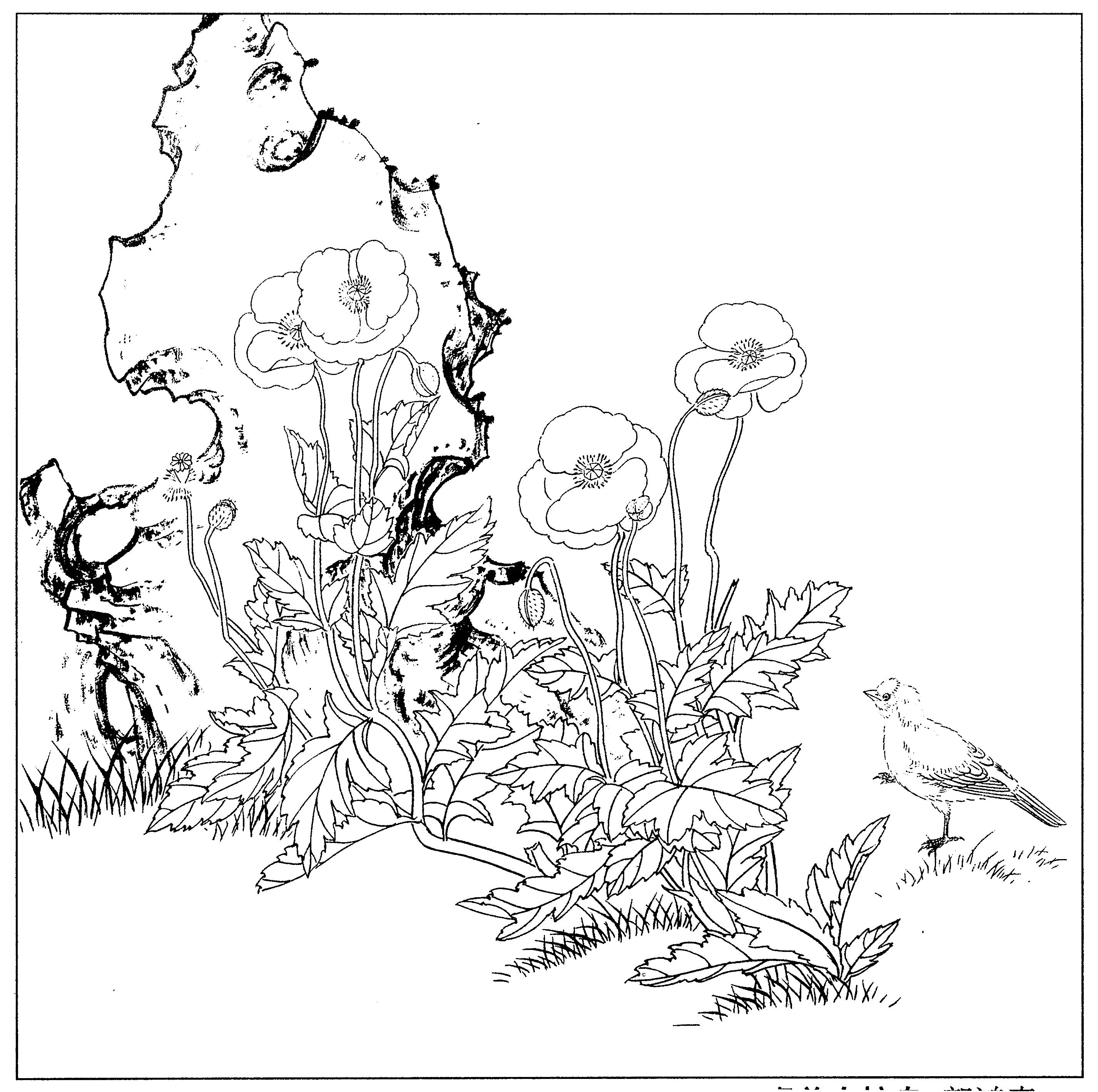 花鸟工笔四条屏白描高清大图,牡丹六尺横幅白描工笔花鸟底稿