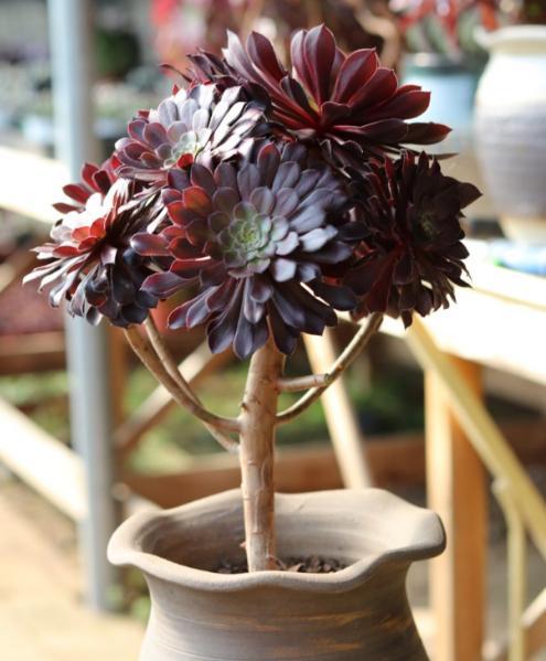 怎样把多肉黑法师养成老桩,多肉黑法师怕雨水淋吗