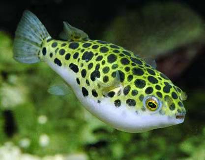 汽水鱼能不能纯海水养,汽水鱼可以用淡水长期饲养吗