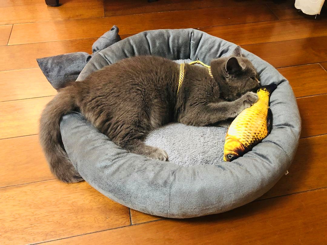 猫薄荷对人有什么影响,猫咪对猫薄荷的影响