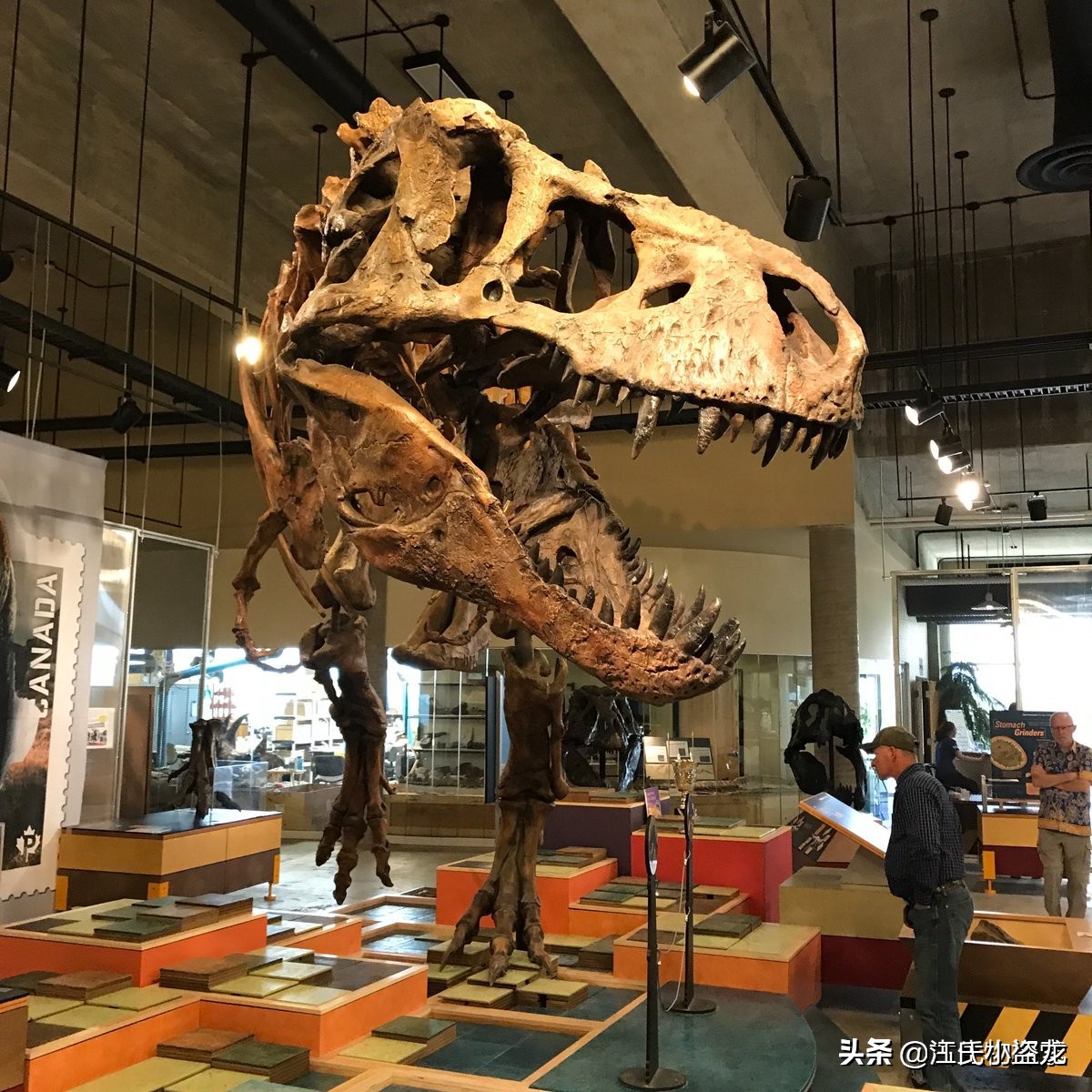 霸王龙在各时段的演化,霸王龙多大的时候可以独立