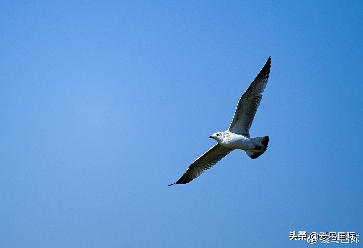 尼康z9有希望更新人像模式吗,尼康z9为什么适合打鸟