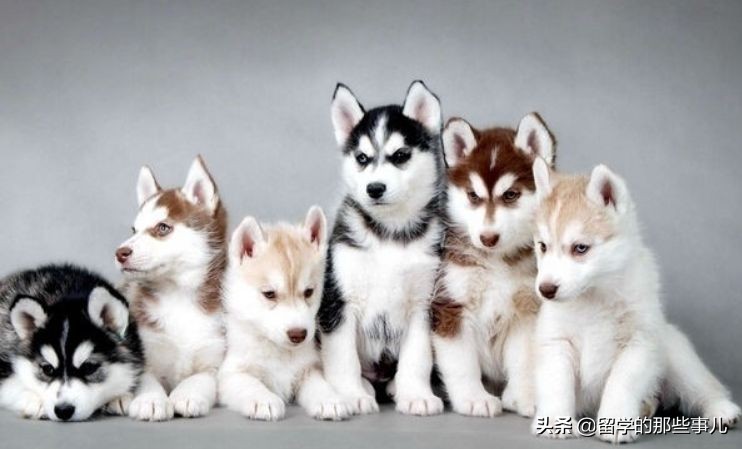 澳洲禁止入境物品最新规定,入境澳洲哪些东西能带哪些是禁带