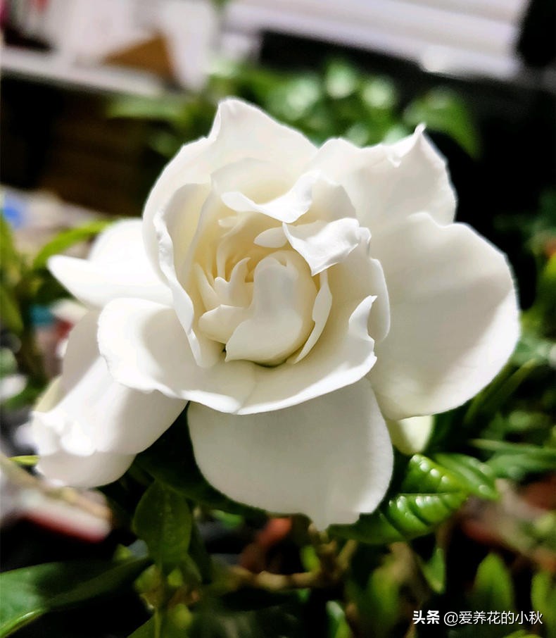 栀子花长得细弱黄叶春季如何处理,土壤保持湿润栀子花黄叶掉花苞