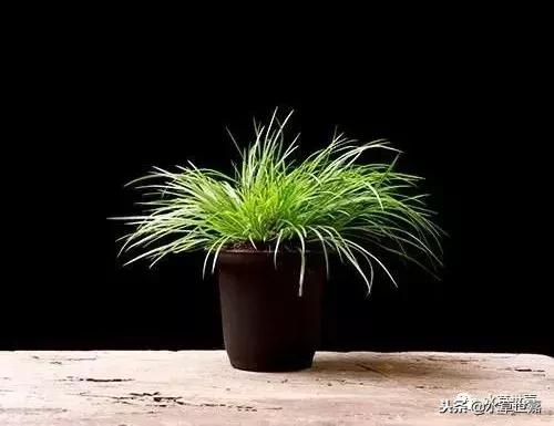 30cm水陆缸适合养什么,水陆缸植物前景中景后景搭配介绍