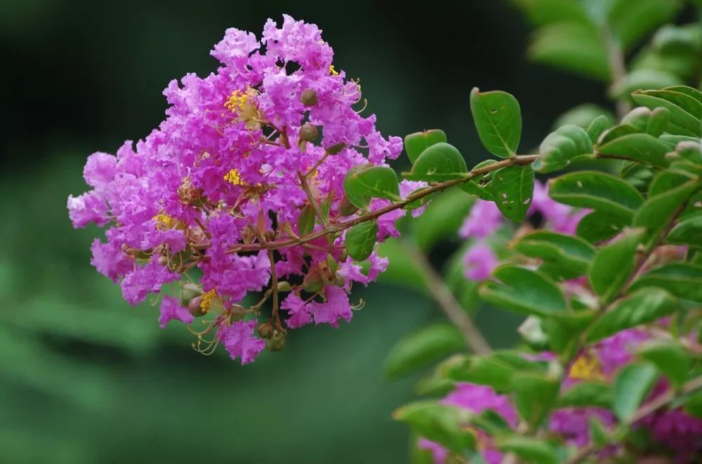 100种常见观叶植物图鉴史上最全,农村常见的100种植物