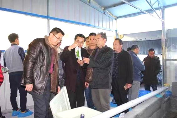 石门岩蛙价格表,石门岩蛙最新信息