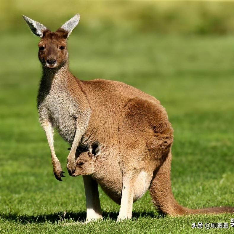 第五单元说明文作文500字五年级,五年级第五单元说明文作文范文