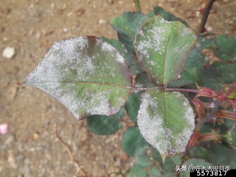 月季病害通用药,月季病害的必备药物