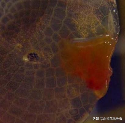 龙鱼大面积蚀鳞,龙鱼大面积烂鳞什么原因