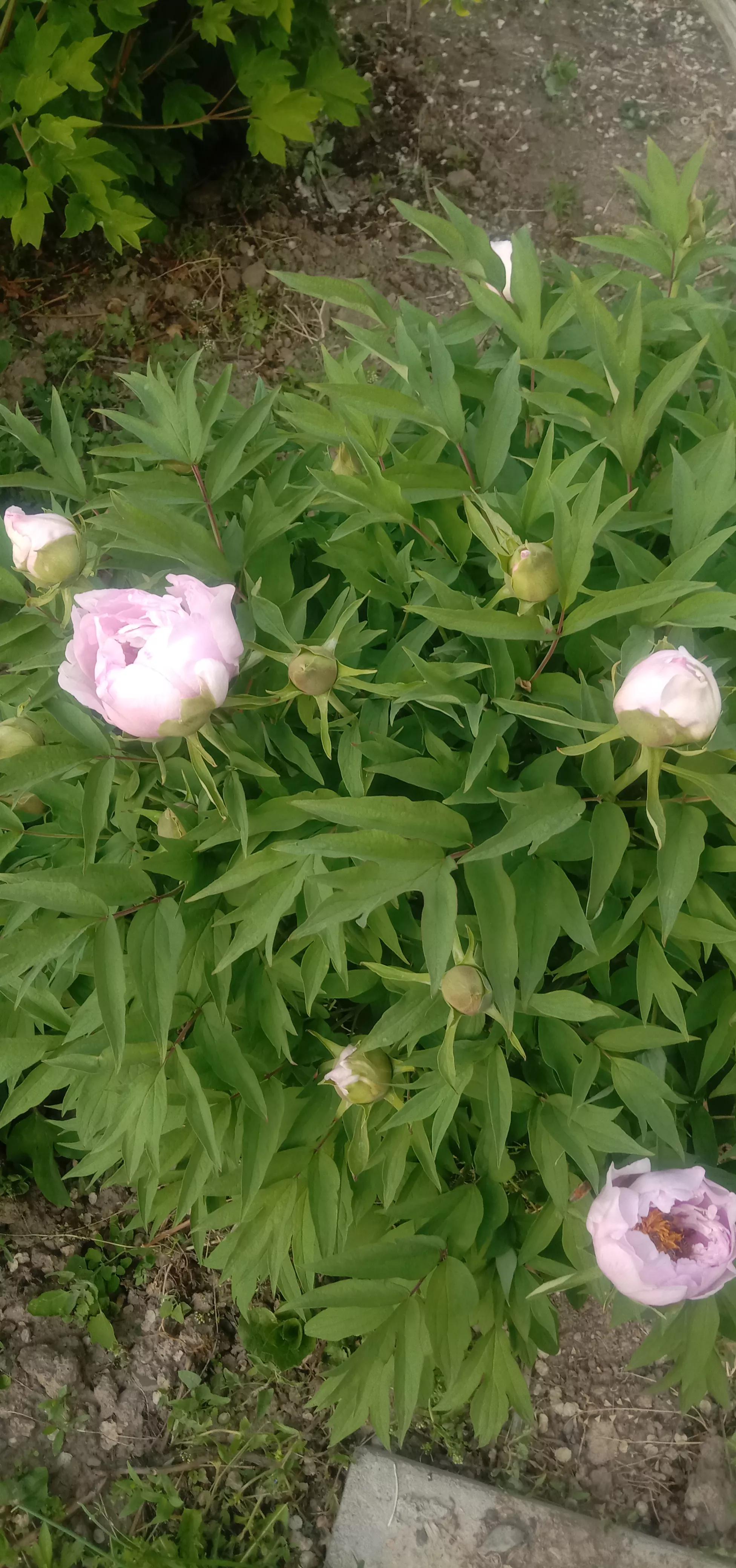 天山森林公园门票,天山森林公园风景