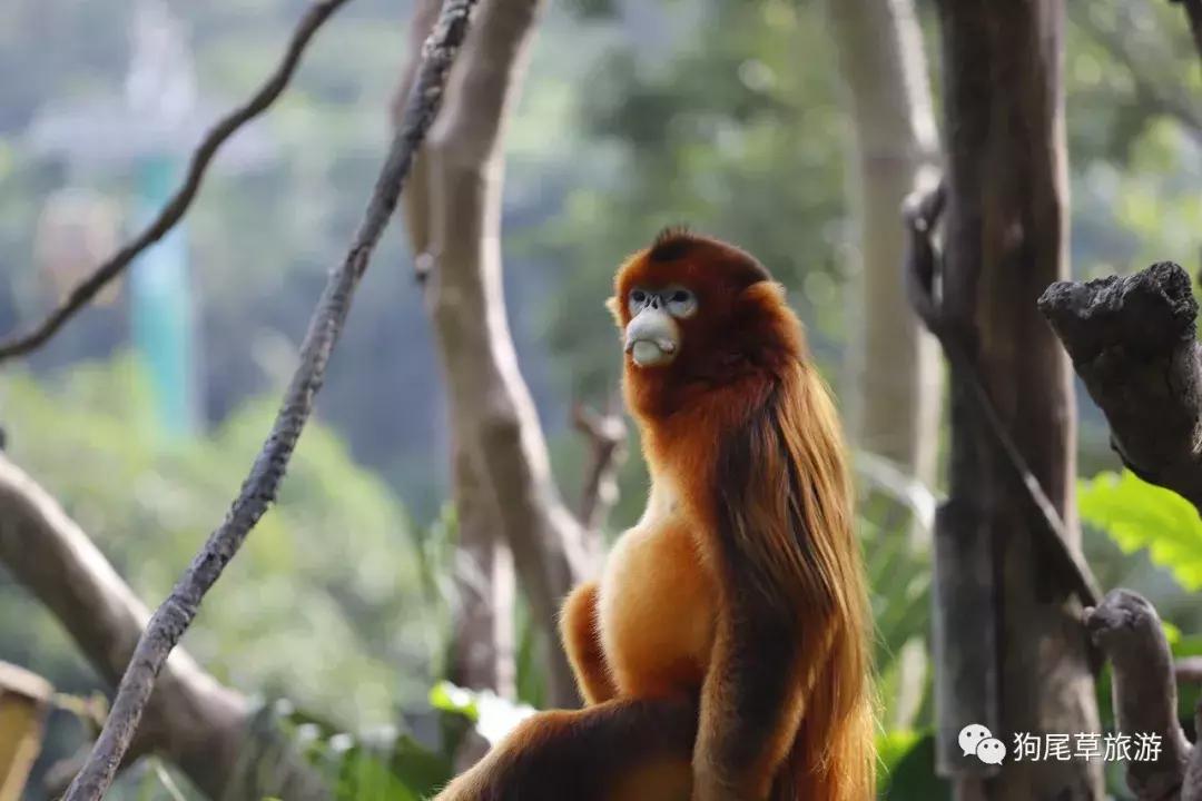 广州长隆旅游攻略野生动物园,广州长隆野生动物世界旅游攻略