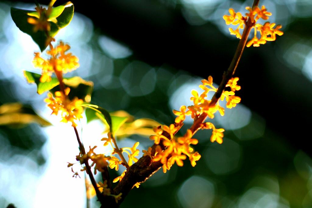 国潮顶尖香水,国潮男士香水