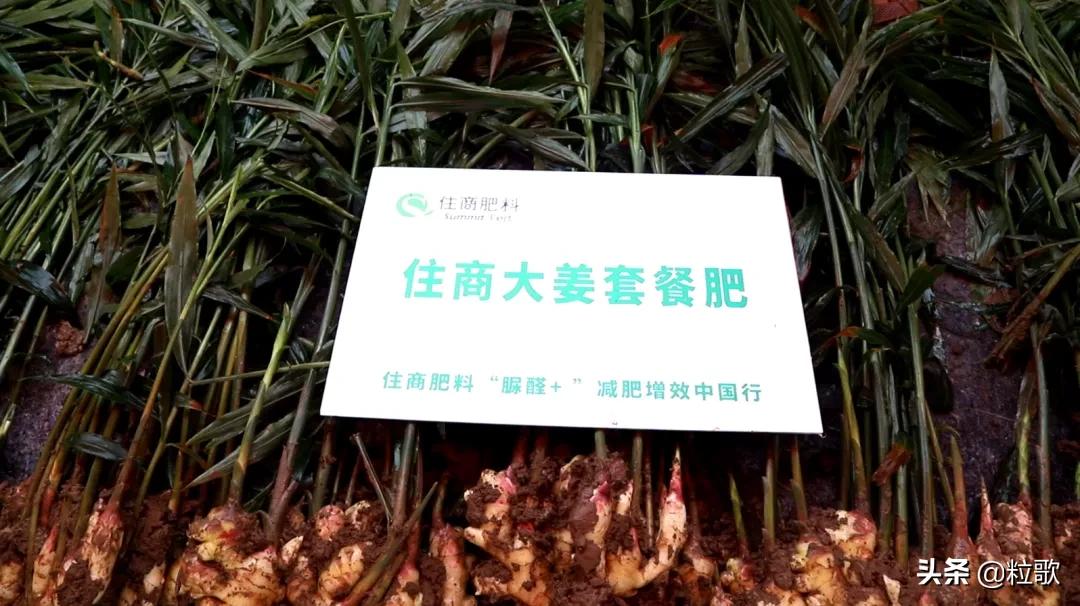 住商肥料“脲醛+”减肥增效中国行：大姜“吃”套餐