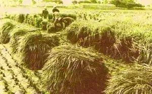 汕头历史事件回顾,汕头历史上发生的大事