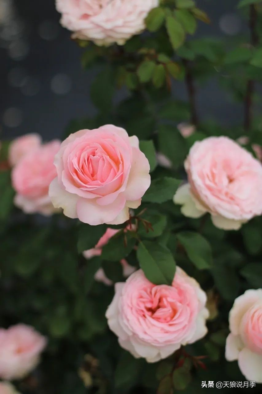 天狼月季申请品种保护吗,天狼育种在国际上是什么水平