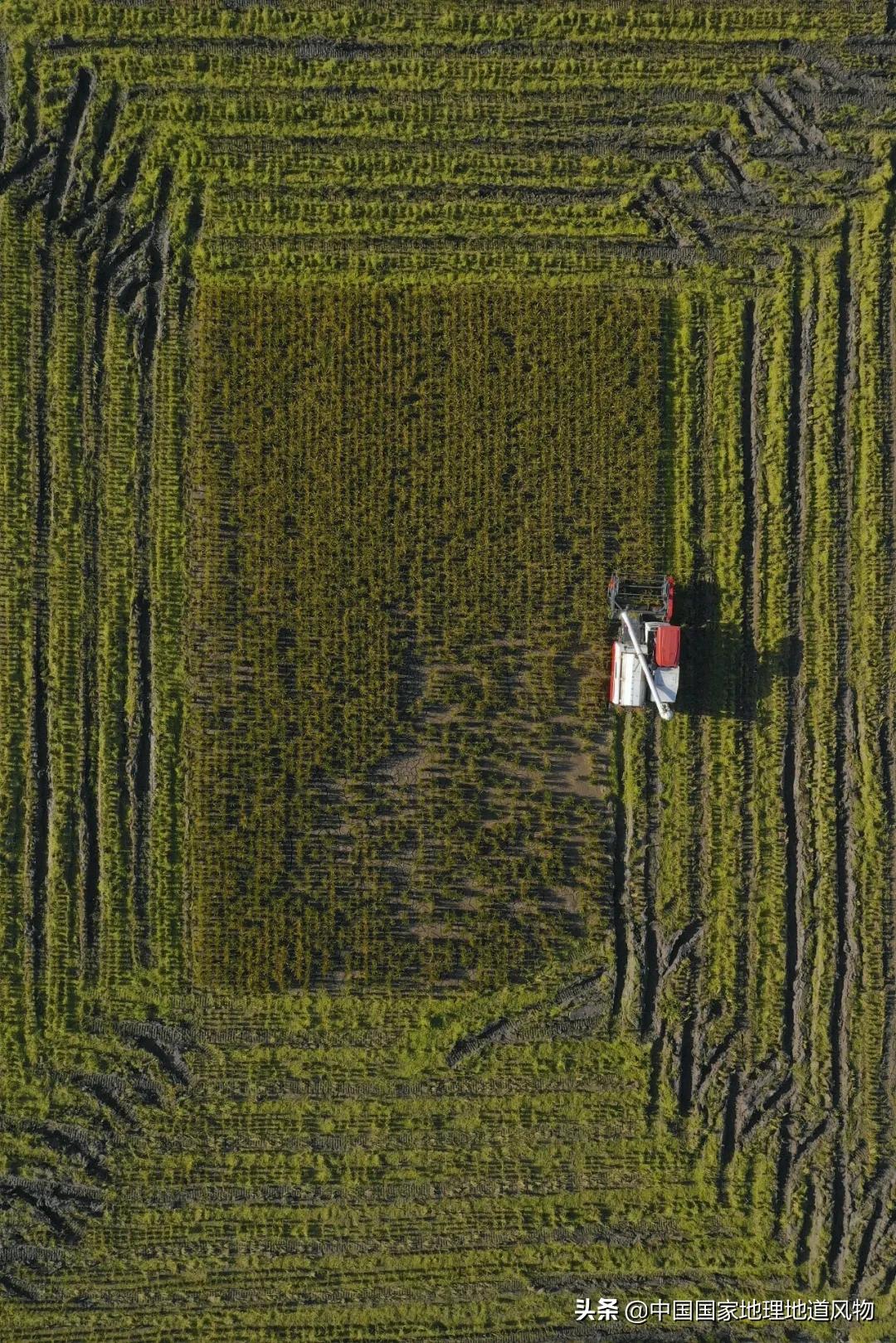 中国种水稻的省份地图,14亿大米图片