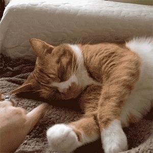 猫会做梦会梦到什么,猫会做梦睡觉哼哼唧唧